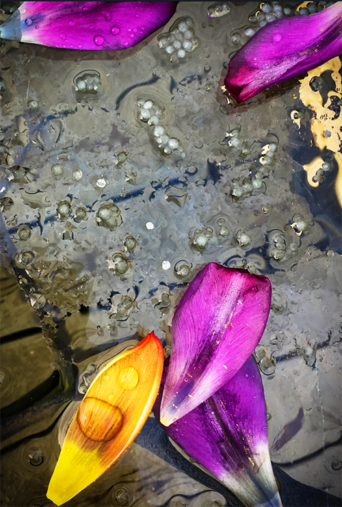 A close-up photograph of tulip petals showing a unique composition.